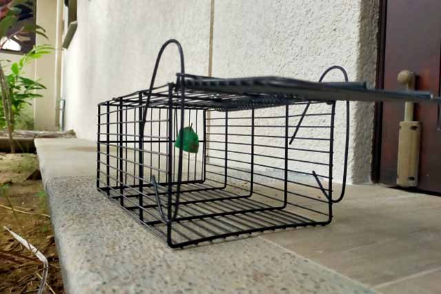 害虫、害獣駆除