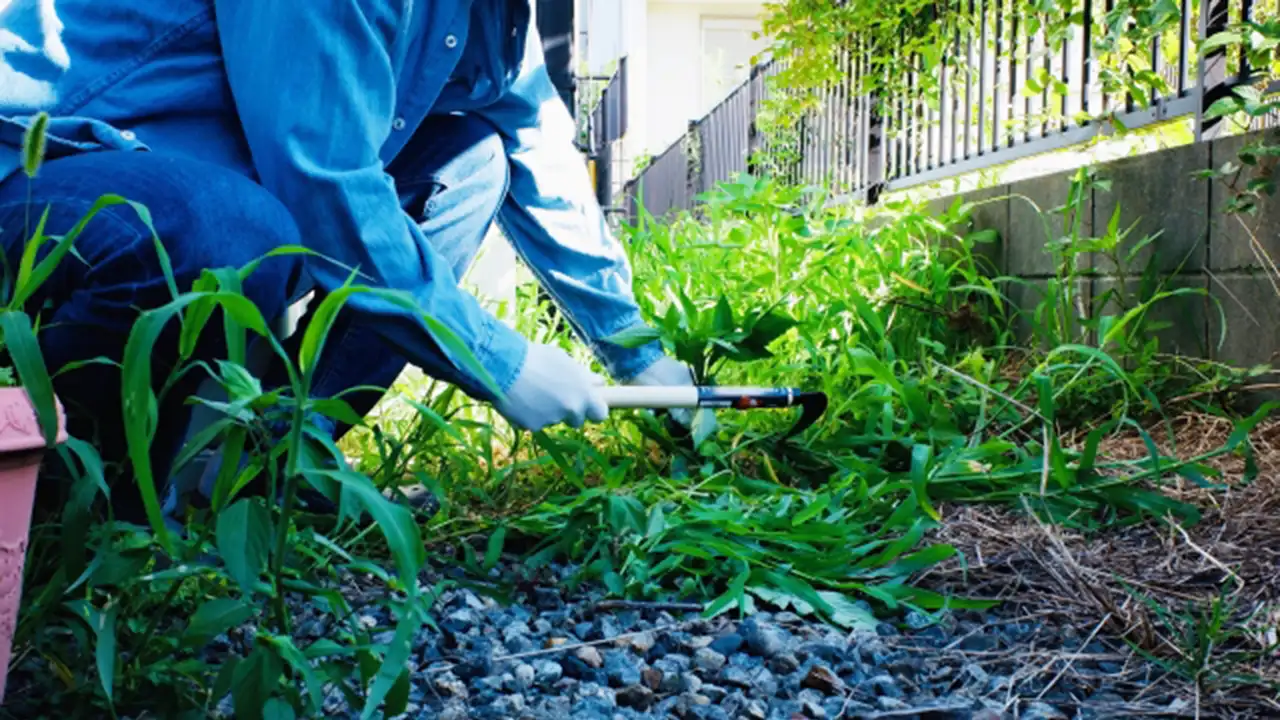 草刈り、庭木伐採